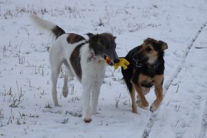 Langhaar Whippet Zucht